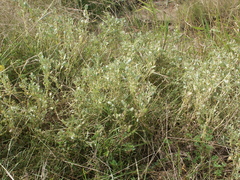 Atriplex muelleri