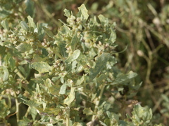 Atriplex muelleri