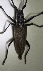 Monochamus maculosus