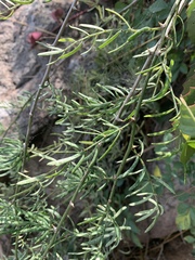 Asparagus natalensis