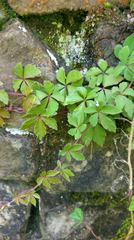 Tetrastigma obtectum