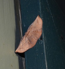 Xenomusa metallica