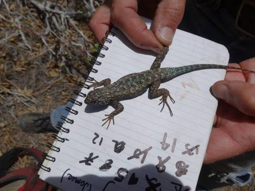 iNaturalist observation photo of Western Fence Lizard