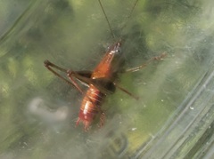 Odontoxiphidium apterum