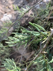 Asparagus natalensis