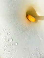 Zantedeschia
