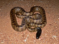 Aspidites melanocephalus