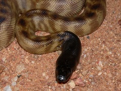 Aspidites melanocephalus