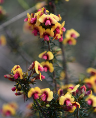 Dillwynia laxiflora