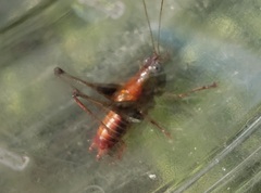 Odontoxiphidium apterum