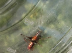 Odontoxiphidium apterum