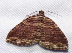 Anticlea multiferata