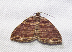 Anticlea multiferata