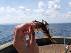 Myoxocephalus aenaeus