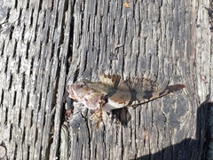 Myoxocephalus aenaeus