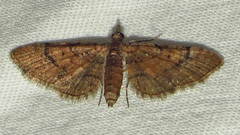 Eupithecia palpata