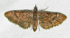 Eupithecia palpata