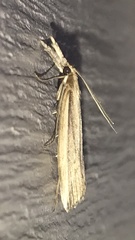 Donacaula albicostellus