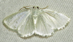 Lomographa vestaliata
