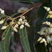 Eucalyptus marginata - Photo (c) chrisclarke25, osa oikeuksista pidätetään (CC BY-NC), uploaded by chrisclarke25