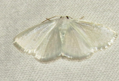Lomographa vestaliata