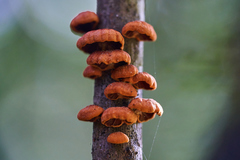 Anthracophyllum discolor