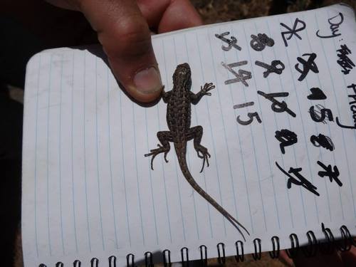 iNaturalist observation photo of Southern Sagebrush Lizard