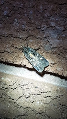Actebia fennica