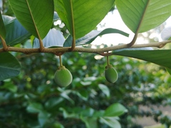 Goetzea elegans