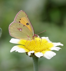 Colias fieldii