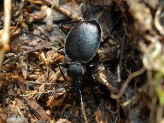 Scaphinotus interruptus