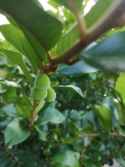 Goetzea elegans