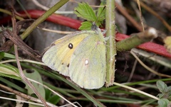 Colias fieldii