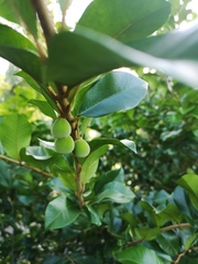 Goetzea elegans