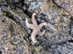 Evasterias troschelii