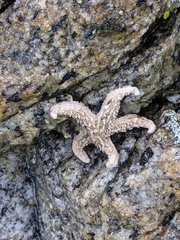 Evasterias troschelii