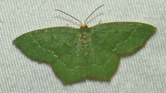 Thalera pistasciaria