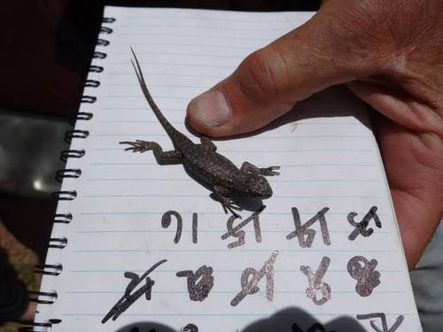 iNaturalist observation photo of Western Fence Lizard
