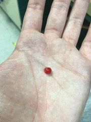 Trichilia triacantha