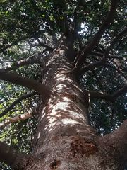 Beilschmiedia miersii