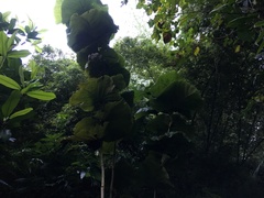 Coccoloba pubescens
