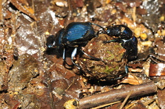Deltochilum mexicanum