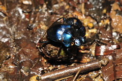 Deltochilum mexicanum
