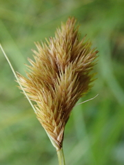 Carex athrostachya
