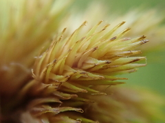Carex athrostachya