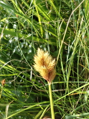 Carex athrostachya