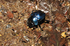 Deltochilum mexicanum