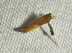Caloptilia azaleella