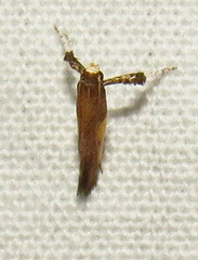 Caloptilia azaleella