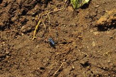 Pseudoxycheila tarsalis